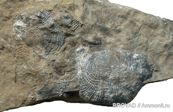 brachiopoda, Productus semireticulatus, Articulata