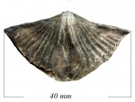 Brachythyrina subcarnicus Ilov.