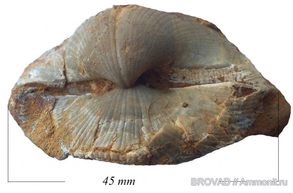 brachiopoda, Articulata, choristites priscus