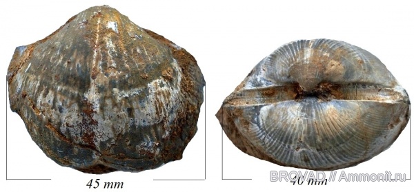 brachiopoda, Articulata, choristites priscus
