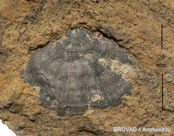 brachiopoda, Articulata