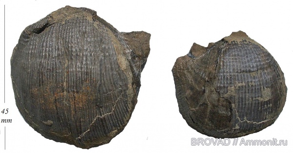 brachiopoda, Articulata, Dictyoclostus donetzianus