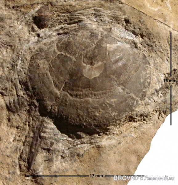 brachiopoda, inarticulata, Crania proavia