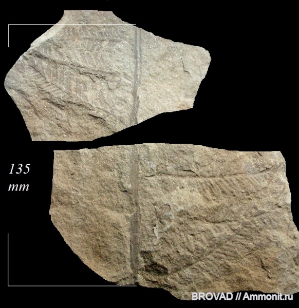 cormophyta, filicinae, Asterotheca sp