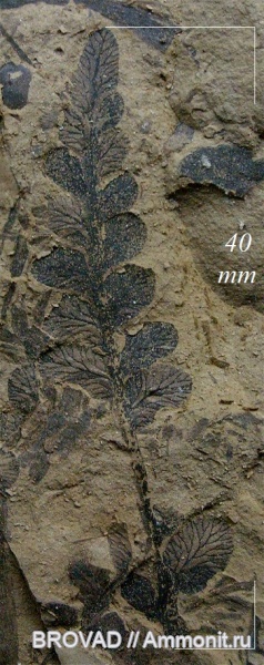Pteridospermae, Gymnospermae, cormophyta, Neuropteris obliqua
