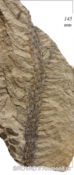 Lepidodendron aculeatum, Lycopsida, cormophyta, lepidodendrales