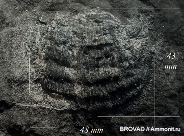 brachiopoda, Articulata, Buxtonia subpunctatus