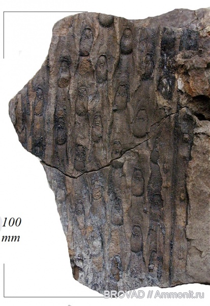 Lycopsida, cormophyta, sigillariaceae, Sigillaria (Eusigillaria) elongata