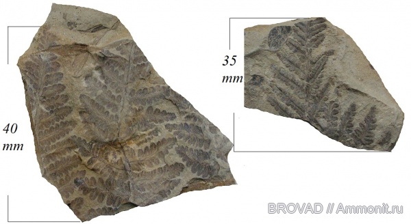 cormophyta, Asterotheca Miltonii, Filicales, Marattiaceae