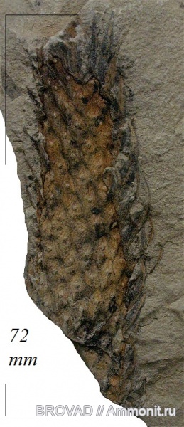 Lycopsida, cormophyta, lepidodendrales, Lepidodendron Feistmantellii