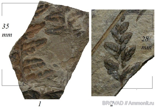 Mariopteris muricata, Pteridospermae, cormophyta, Mariopteris latifolia