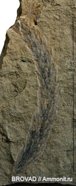 Sphenopsida, Lepidophytineae, Sphenophyllum sp