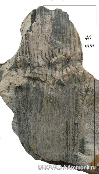 Calamites carinatus, Sphenopsida, cormophyta, equisetales, Equisetinae