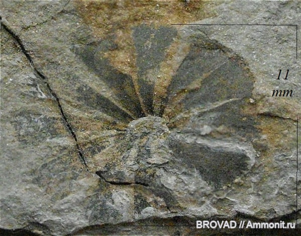 Sphenopsida, cormophyta, Sphenophyllaceae, Equisetinae, Sphenophyllum cuneifolium