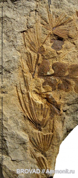 Sphenopsida, cormophyta, equisetales, Asterophyllites equisetiformis