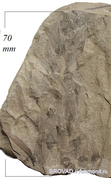 Asolanus camptotaenia, Lycopsida, cormophyta, sigillariaceae