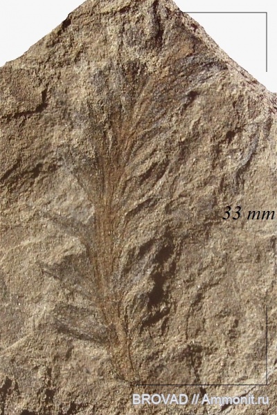 Sphenopsida, cormophyta, sphenophyllales, Equisetinae, Sphenophyllum myriophyllum