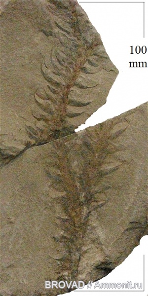 Lycopsida, cormophyta, lepidodendrales, Lepidodendron sp