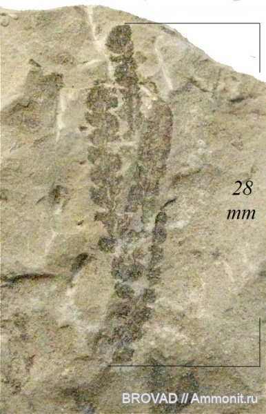 Asterotheca, cormophyta, Pteropsida, Filicales, filices