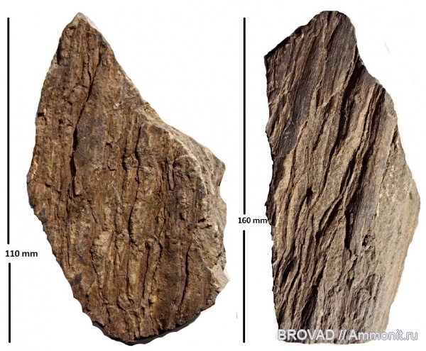 Gymnospermae, cormophyta, coniferophyta