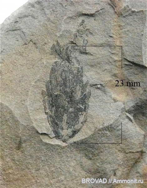 Gymnospermae, cormophyta, Coniferales, Lebachia sp, Walchianthus sp