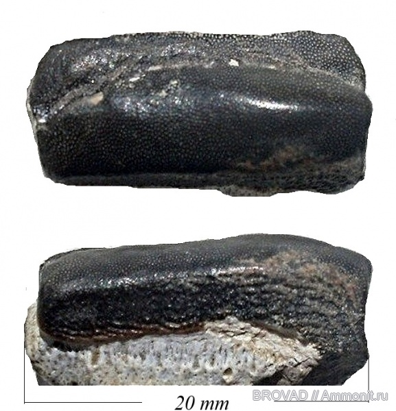 vertebrata, pisces, Lagarodus specularis