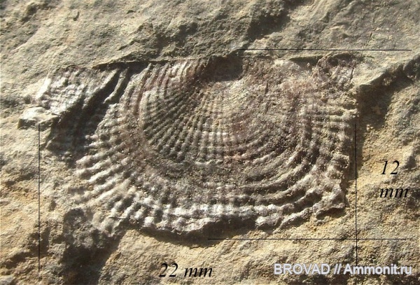 brachiopoda, Productida, Articulata, Companteris sp, Companteris