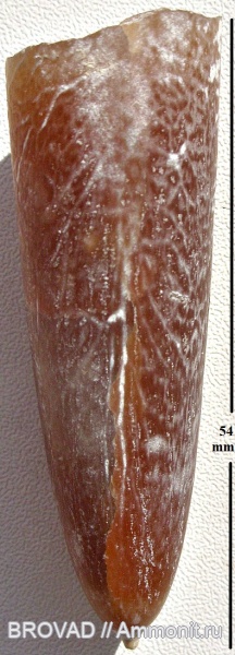 Belemnitella mucronata, cephalopoda, mollusca, Belemnitidae