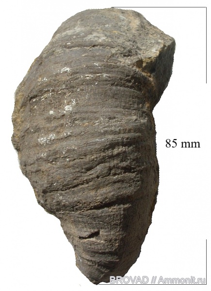 Anthozoa, Rugosa, Tetracoralla, coelenterata