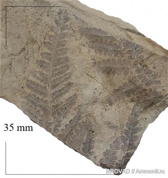 cormophyta, Filicales, Asterotheca sp