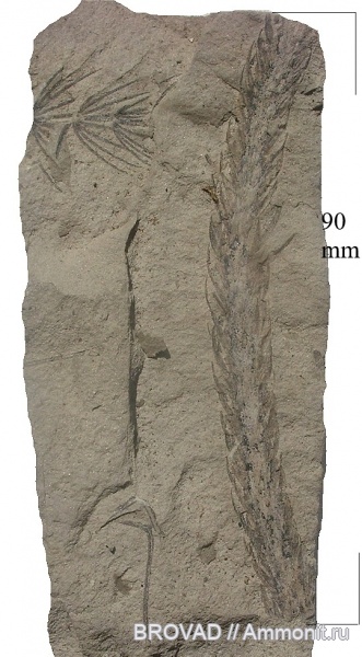 Lycopsida, cormophyta, Lepidophytineae