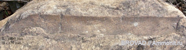 Gymnospermae, cormophyta, cordaitales, Stachyospermidae