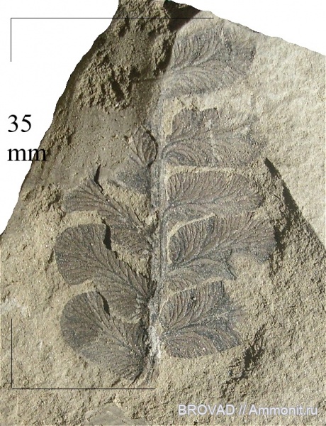 Pteridospermae, Gymnospermae, cormophyta, Neuropteris oblique