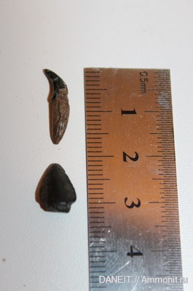 Курганская область