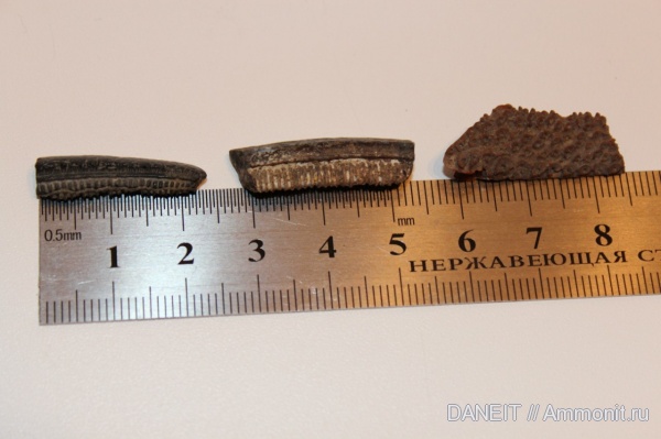 скаты, Курганская область