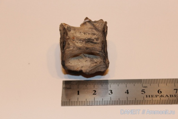 Курганская область