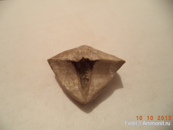 Cyrtospirifer, Spiriferida, Cyrtospirifer tenticulum