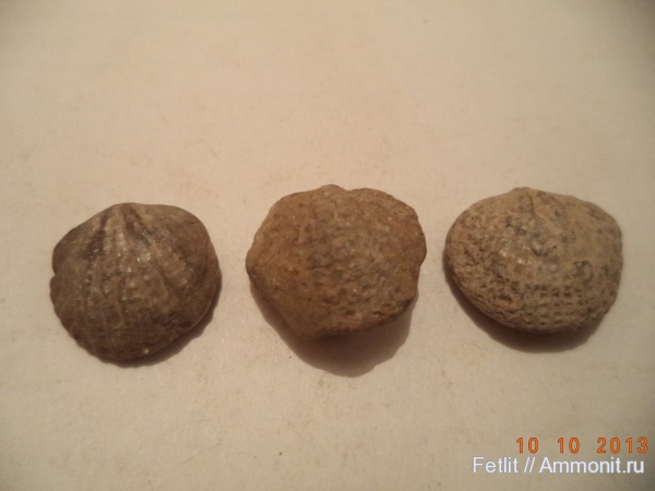 Atrypida, Spinatrypa