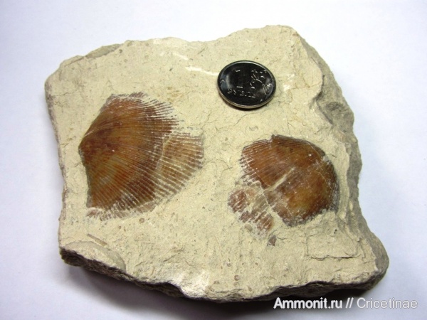 брахиоподы, Choristites