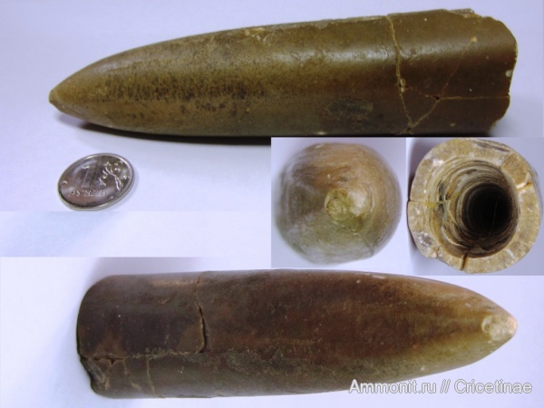 белемниты, belemnites