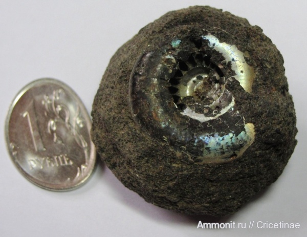 аммониты, Kachpurites, Kachpurites fulgens, Ammonites, Volgian