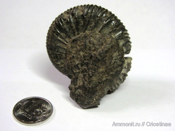 аммониты, Virgatites, Virgatites pallasianus, Ammonites