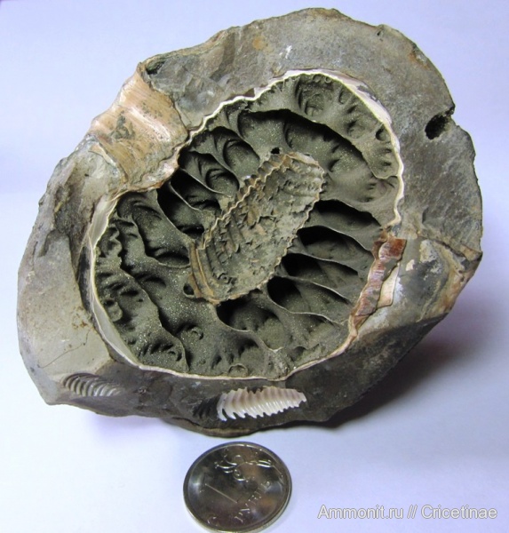 аммониты, Cadoceratinae, Ammonites
