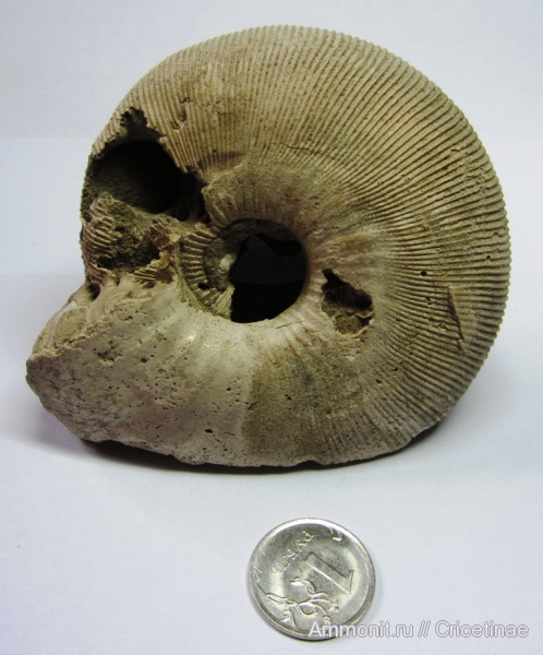 аммониты, Ammonites