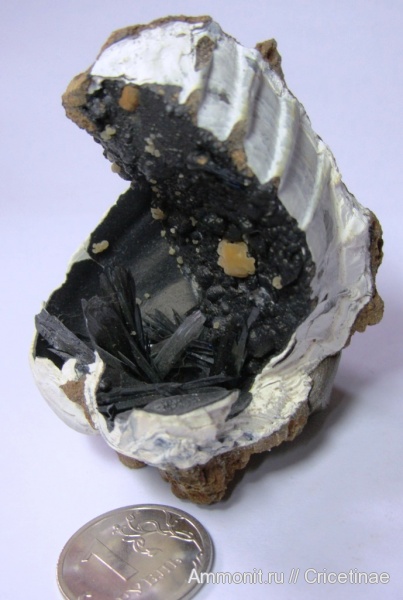 двустворки