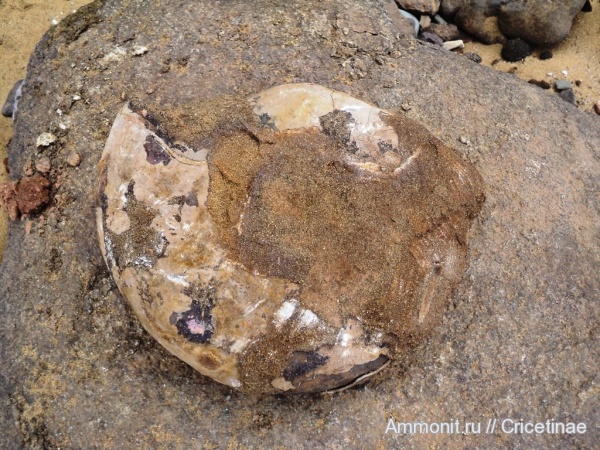 аммониты, Laugeites, Ammonites