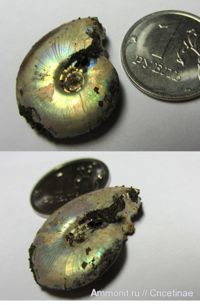 аммониты, Garniericeras, Ammonites