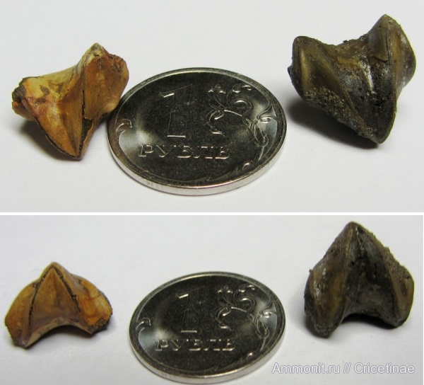 брахиоподы, Rhynchonella, Rhynchonella loxiae