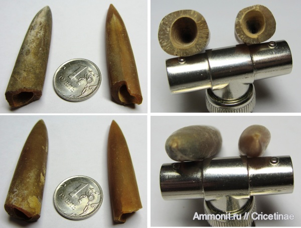 белемниты, Simobelus russiensis, belemnites