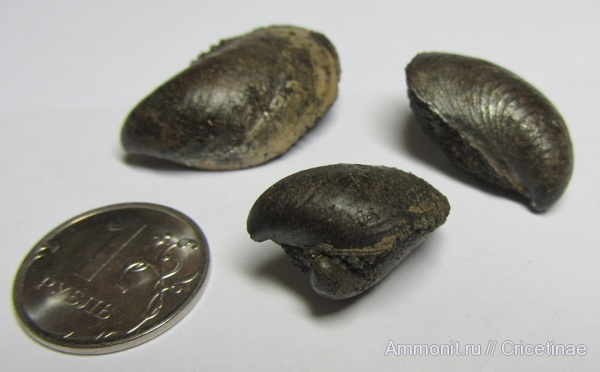 двустворки, Buchia